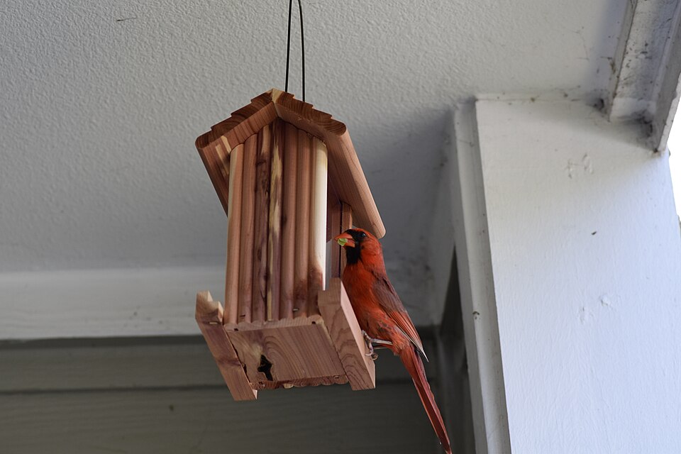 Northern Cardinal, the state bird of Indiana